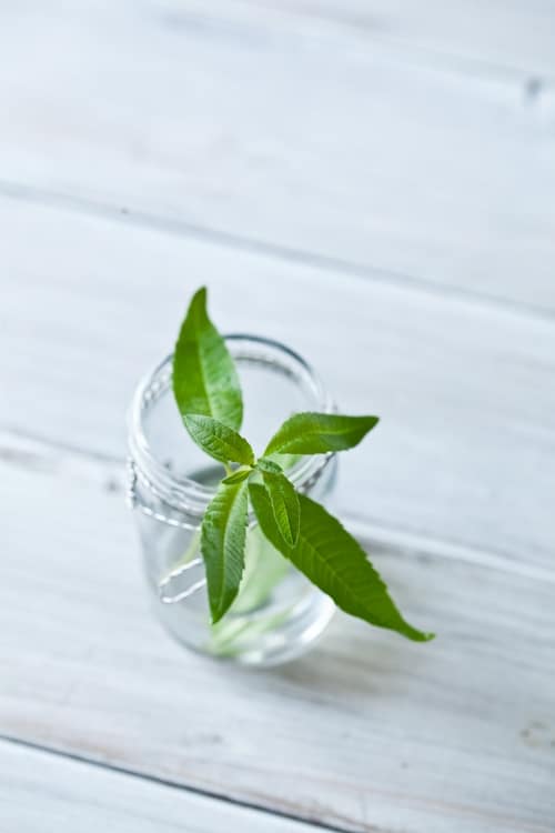 Lemon Verbena