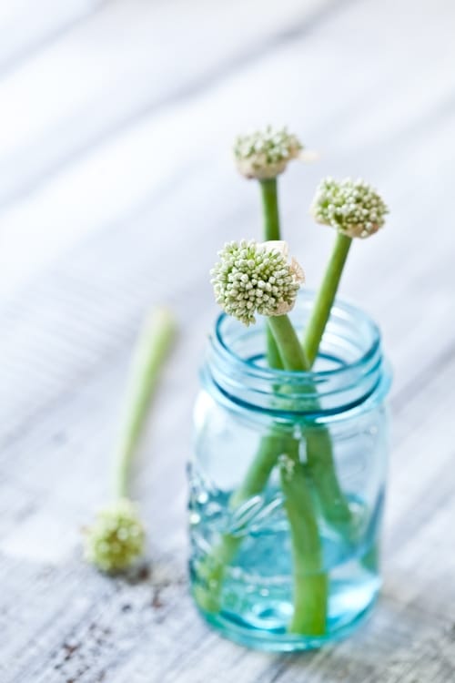 Onion Flowers